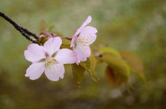 桜３