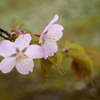桜３