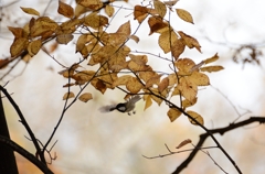 せっかくのRAWだし