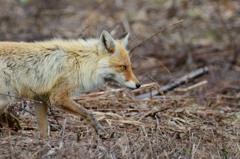 キツネどんどん