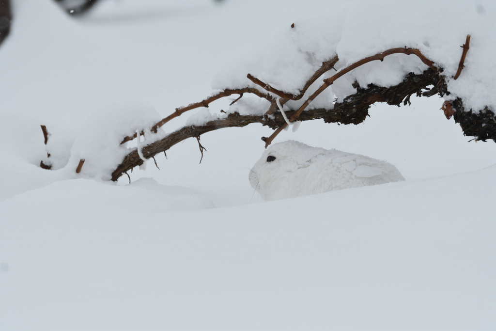 雪ユキウサギ