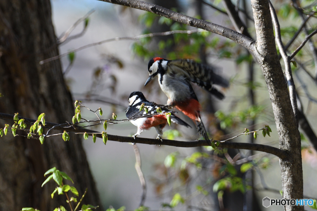枝ピンのアカゲラゲラ