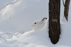 雪のしろすけ