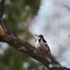 余裕のオオアカゲラ