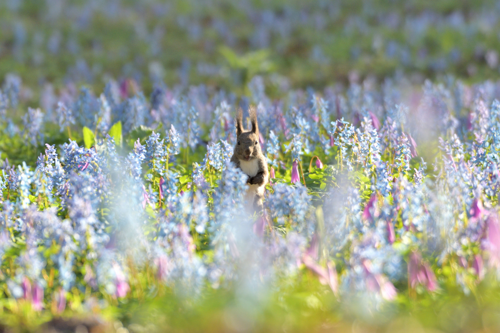 お花のエゾリス