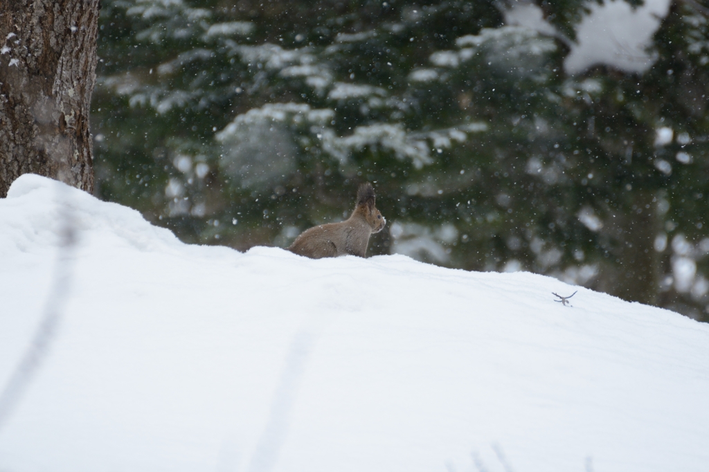 雪降リス