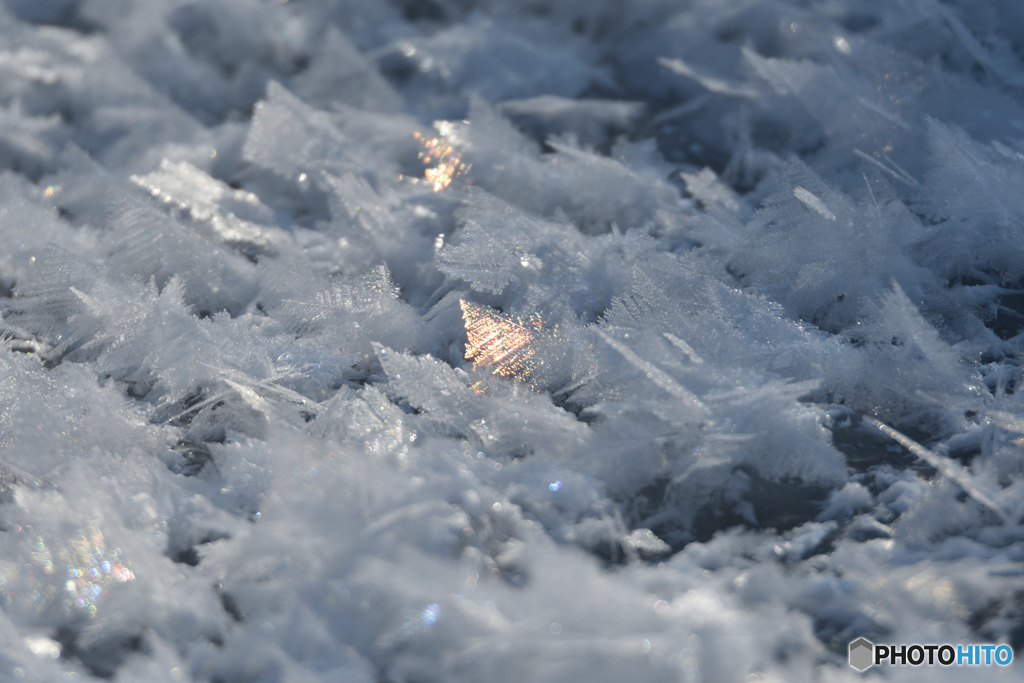 光る氷の葉っぱ