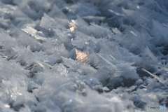 光る氷の葉っぱ