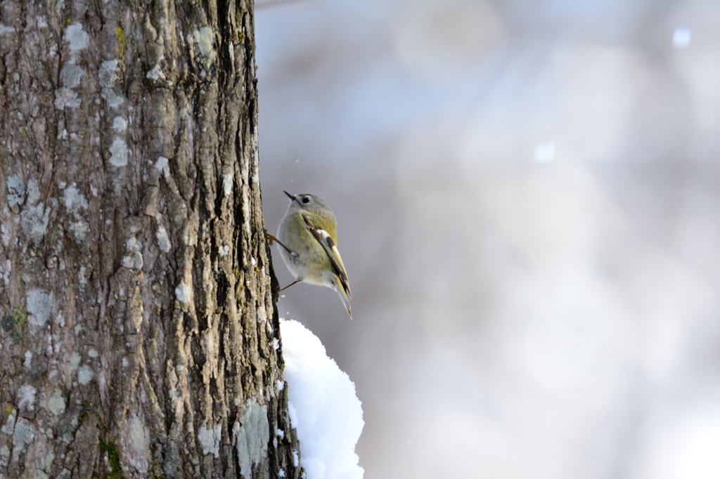 キクイタ木走る