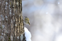 キクイタ木走る