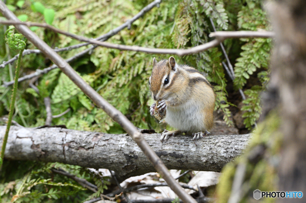 ワイルドライフ　シマリス