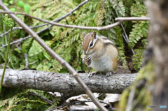 ワイルドライフ　シマリス