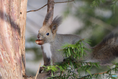 クリを食べようとしたらカメラ向けられてビッ栗するエゾリス