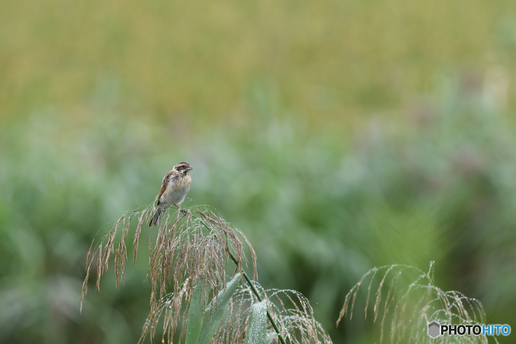 雨上がりのホオジロ
