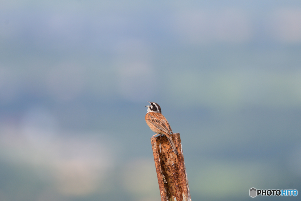 丘の上のホオジロ