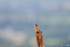丘の上のホオジロ