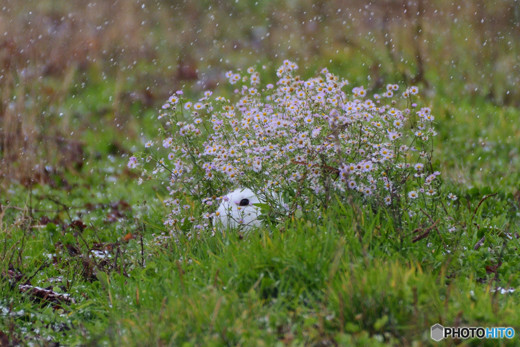 お花のしろすけ