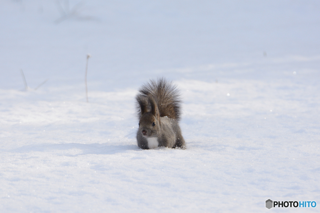 王子さま、雪の中。