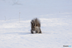 王子さま、雪の中。