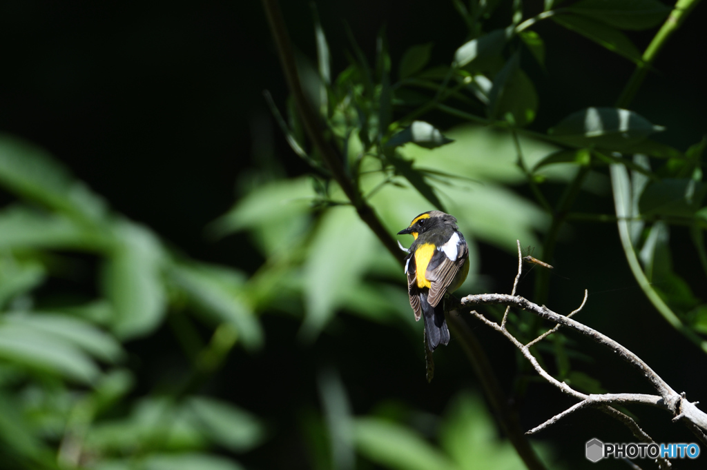 シックにキビタキ