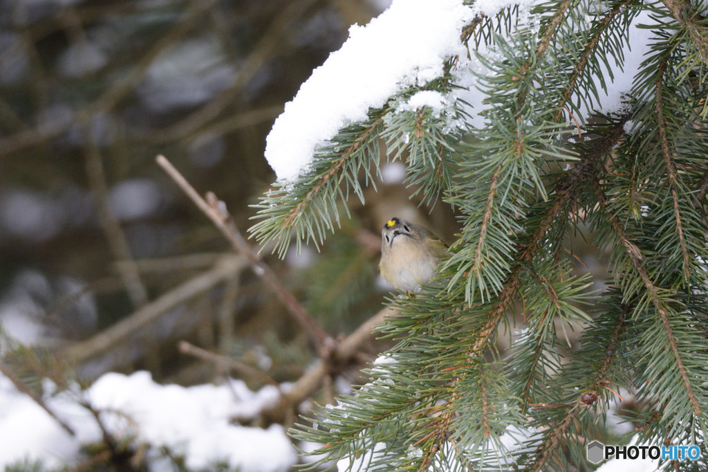 雪が降ったよキクイタダキ