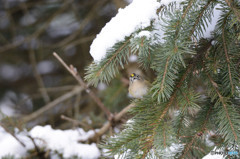 雪が降ったよキクイタダキ