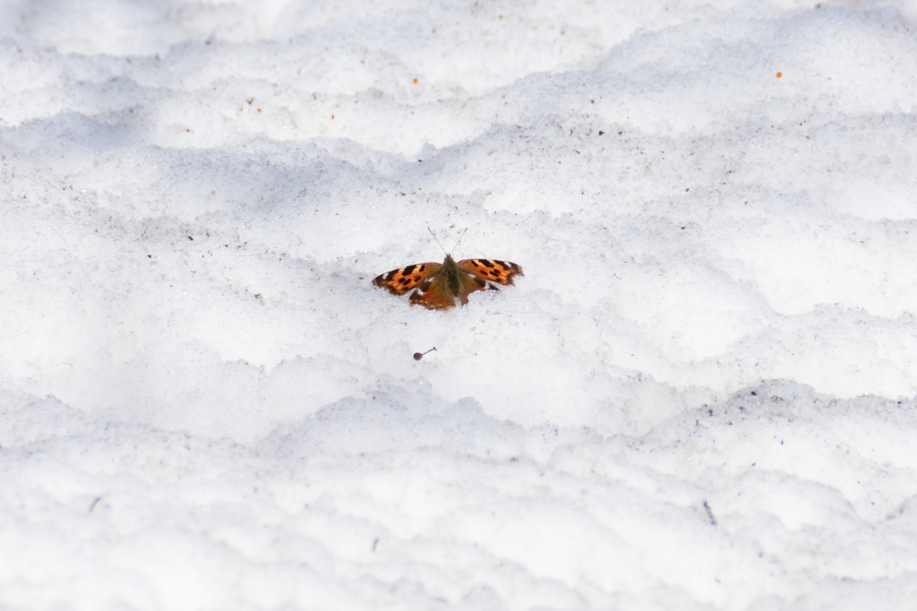 雪にちょうちょ