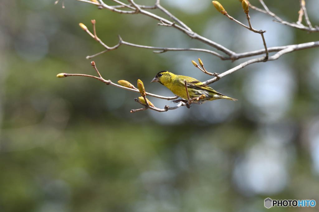 天気の良い日はマヒワ