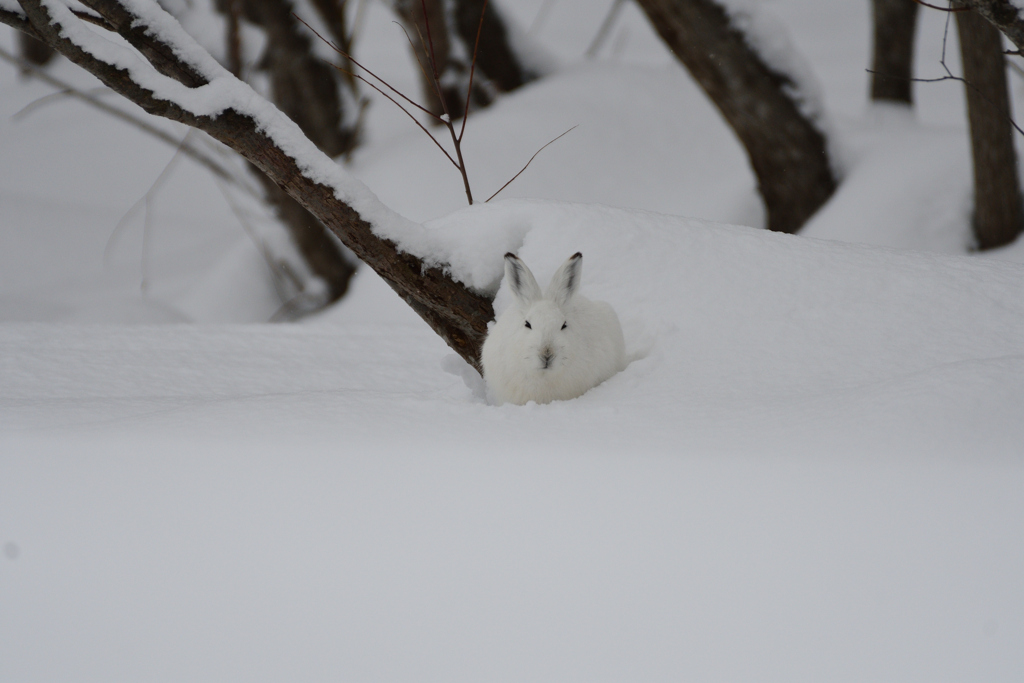 うさぎの日