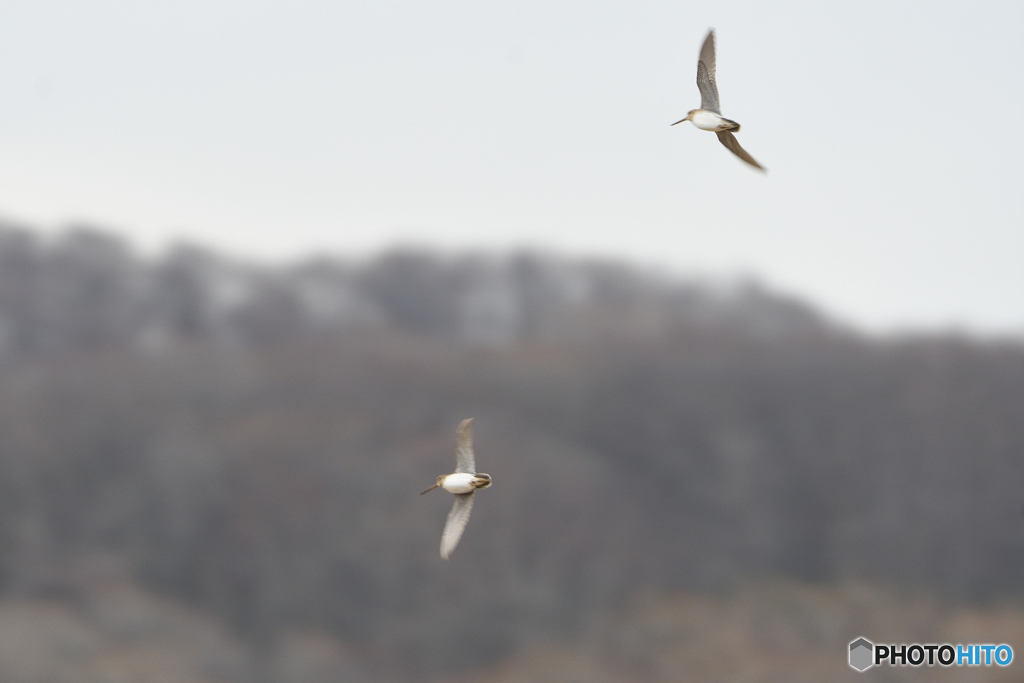 お山のズビャーク