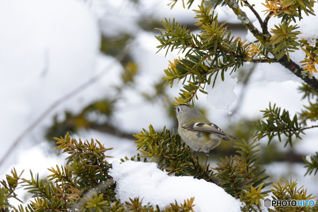 キクイタダキ２