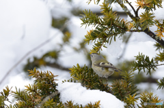 キクイタダキ２