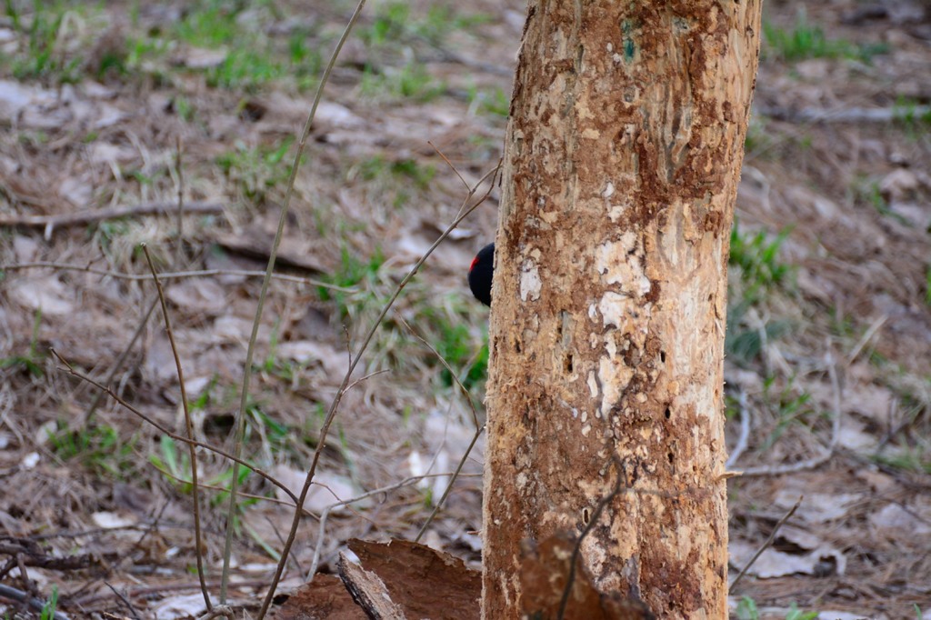 赤い帽子の黒いヤツ