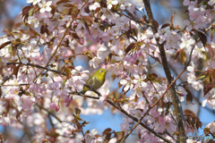 桜とメジロ