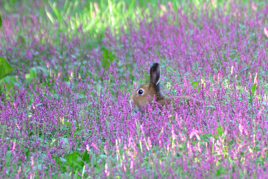 10月うさぎ