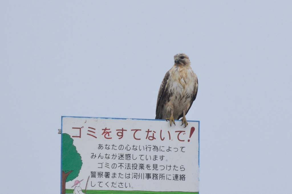 ポイしちゃダメよ　ノスリ