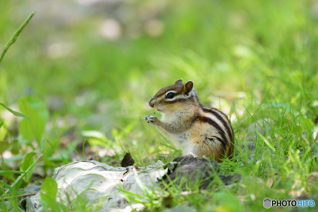 お山のエゾシマリス