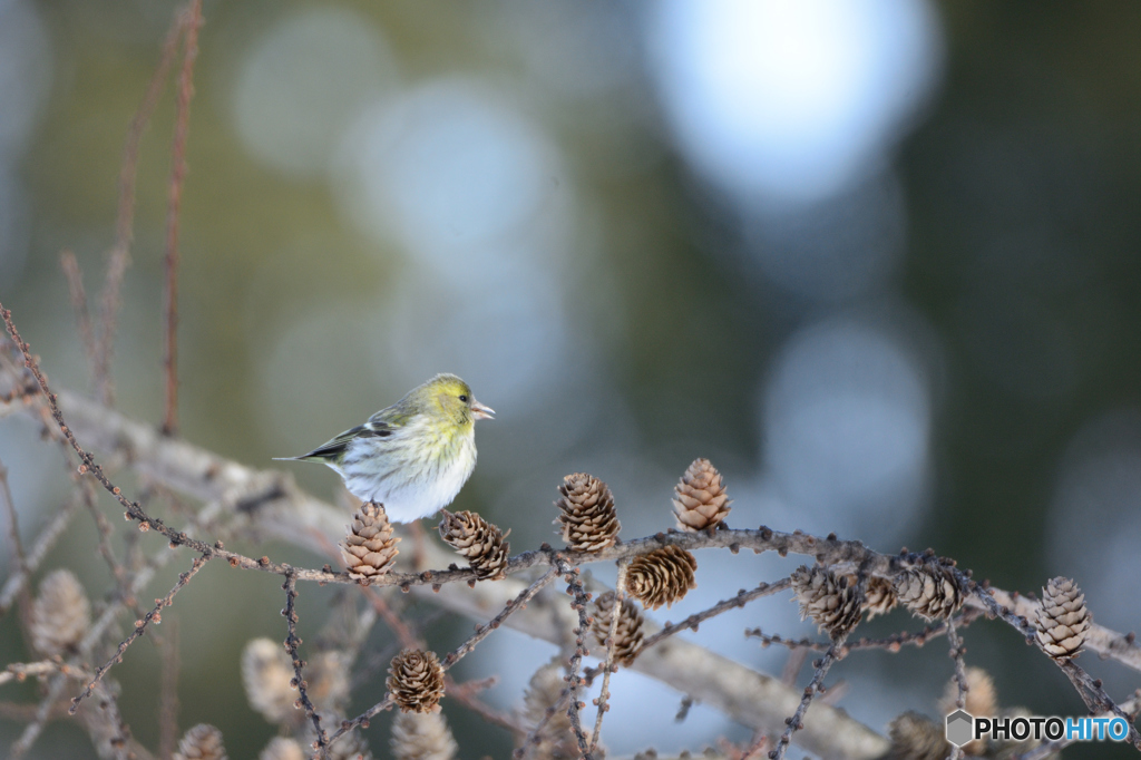 天気の良い日はマヒワ