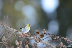 天気の良い日はマヒワ