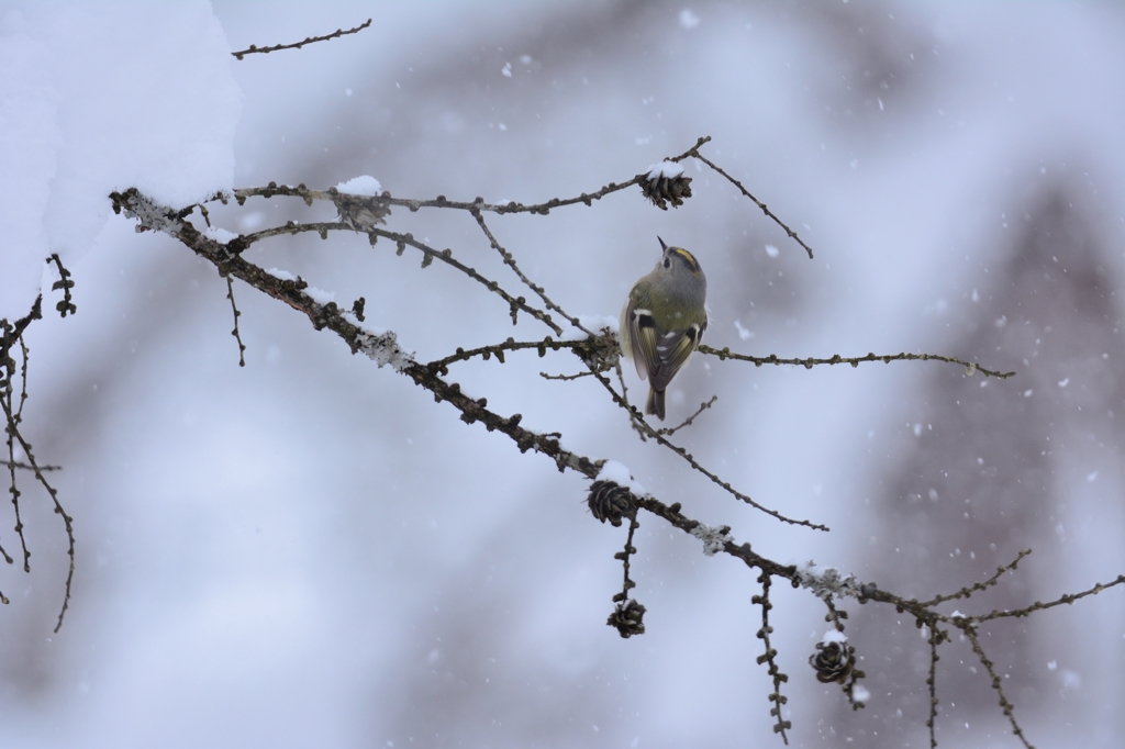 雪降り　菊色