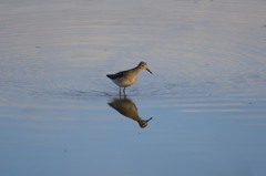 タカブシギ