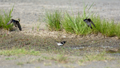 水浴びしたいノビタキvs巣材の泥採りたいイワツバメ