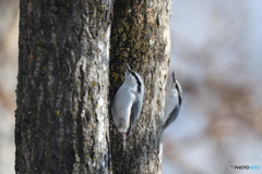 鏡かな？　ゴジュウカラ