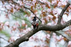アカゲラ花を見る