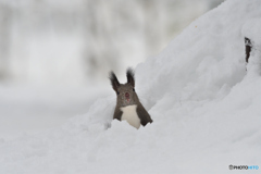 雪が降ったよエゾリス