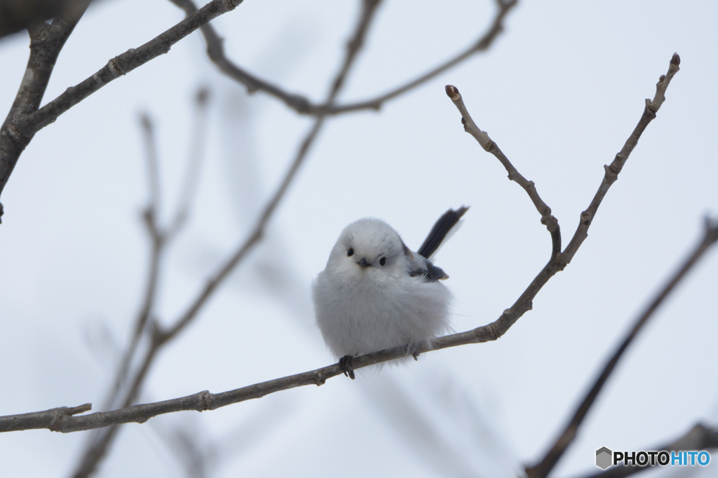 曇天のふわふわエナガ