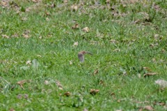 バッドなバット写真
