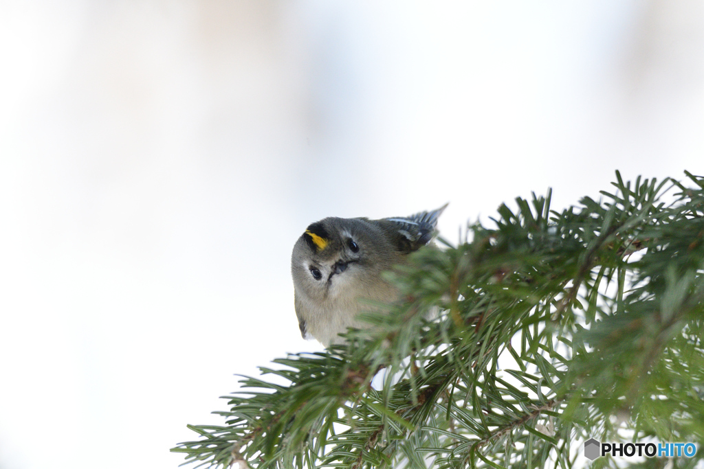 もっと真剣なキクイタダキ