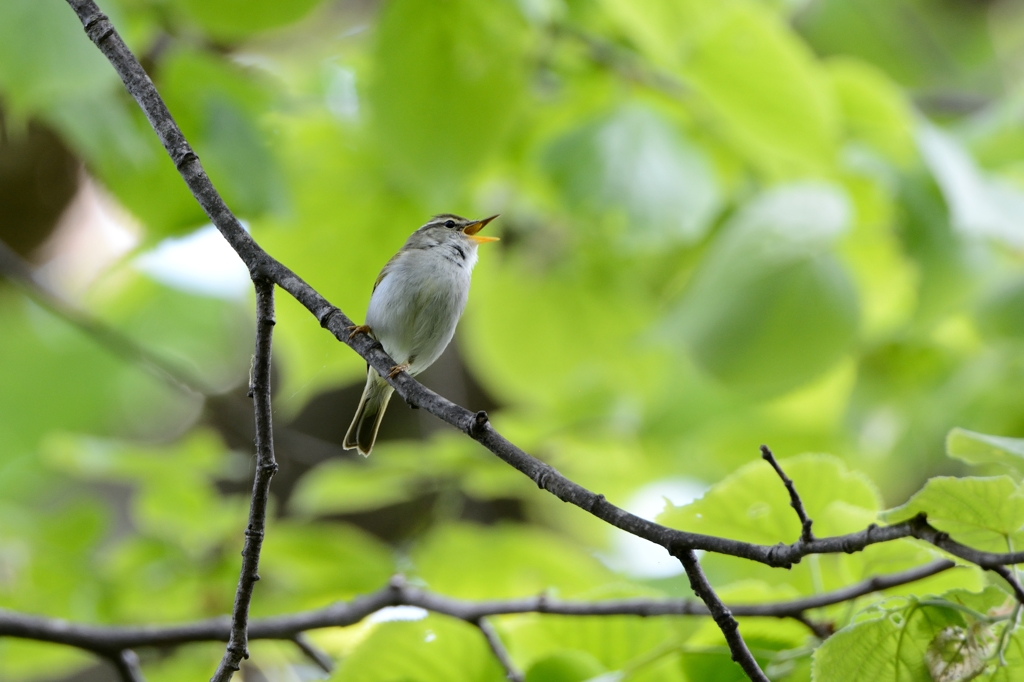 チヨチヨピー囀る