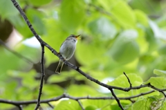 チヨチヨピー囀る